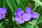 vignette Tradescantia virginiana