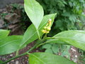 vignette Citrus unshiu 'okitsu' fruits (satsuma)