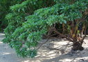 vignette Heliotropium arboreum
