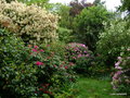 vignette Rhododendrons