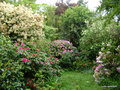 vignette Rhododendrons