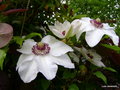 vignette Clematis , clmatite