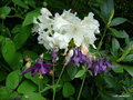 vignette Rhododendron et Ancolie