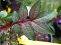 vignette ZANTHOXYLUM  hastile raresTrees shrubs