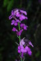 vignette Erysinum linifolium 'Bowles Purple'