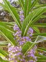 vignette chium fastuosum