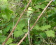 vignette Anax imperator , Anax empereur , ♀ immature , libellule