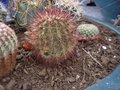 vignette cactus fleur