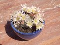vignette cactus fleur :rebutia