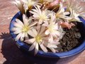 vignette cactus fleur