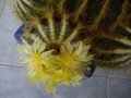 vignette notocactus rejet et fleurs
