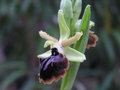 vignette Ophrys aranifera ssp atrata