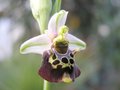 vignette Ophrys holoserica