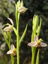 vignette Ophrys scolopax