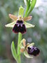 vignette Ophrys arachnitiformis