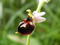 vignette Ophrys fuciflora  x ferrum-eqinum