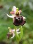 vignette Ophrys morisii
