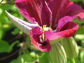 vignette fleur de clematite