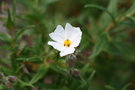 vignette Cistus monspeliensis 20090511 fleur