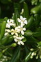 vignette Pittosporum tobira 20090511 fleurs