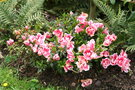 vignette Rhododendron simsii 20090511