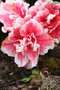 vignette Rhododendron simsii 20090511 fleurs