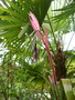 vignette Bilbergia nutans en fleur sous trachycarpus fortunei