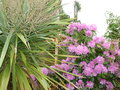 vignette Rhododendron et cordyline australis