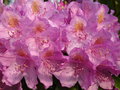 vignette Fleurs de rhododendron