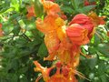 vignette Rhododendron glowing embers trs parfum au 12 05 09