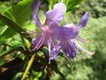vignette Rhododendron  Augustinii Hilliers dark form dernires fleurs au 12 05 09