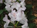vignette Rhododendron Beauty of Littleworth gros plan au 12 05 09