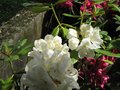 vignette Rhododendron Phyllis Korn devant Midnight  au 12 05 09