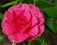 vignette Camellia japonica 'Jubilee Rosea'