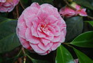 vignette Camellia japonica 'Breca'   (Thoby F 2003)