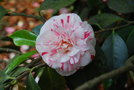 vignette Camellia japonica 'Breca'   (Thoby F 2003)