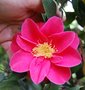 vignette Camellia japonica ('Frdric')