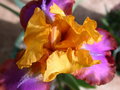 vignette iris Gladys Austin