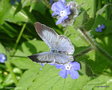 vignette L'azur des nerpruns , Celastrina argiolus , papillon