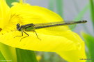 vignette Agrion Jouvencelle, coenagrion puella , libellule