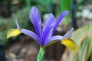 vignette Iris xiphium Gipsy Beauty