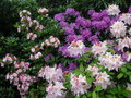 vignette Rhododendron et Azalea
