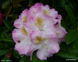 vignette Rhododendron X 