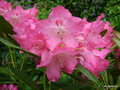 vignette Rhododendron