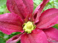 vignette Clematis , rouge magenta clmatite