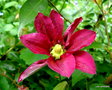 vignette Clematis , rouge magenta clmatite