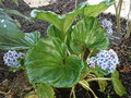 vignette myosotidium hortensia