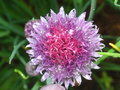 vignette Allium schoenoprasum - Ciboulette