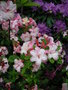 vignette Rhododendron 'Corneille'  - Azale mollis