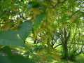 vignette Acer caudatifolium